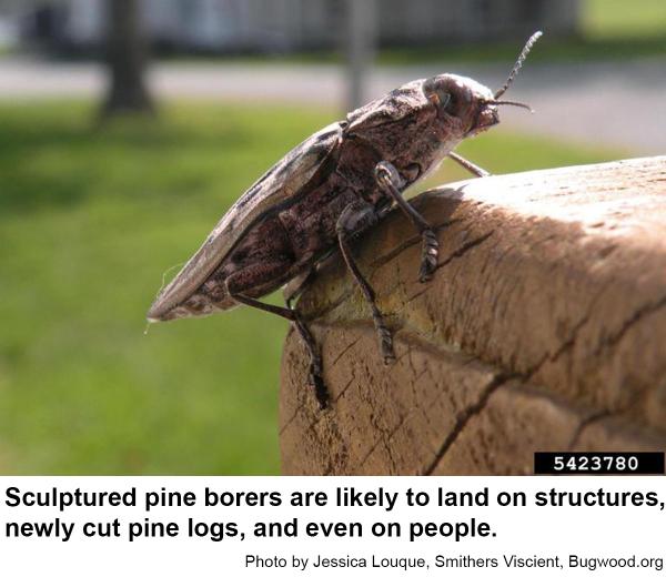 Sculptured pine borers often land on various objects.